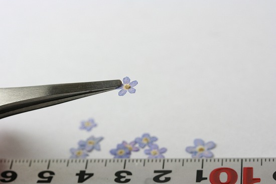 押し花リハビリ教材キーホルダーおしばな