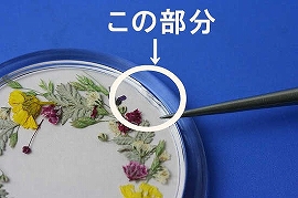 押し花押花おしばなキット作品材料簡単リハビリマグネット