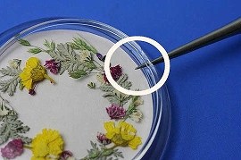 押し花押花おしばなキット作品材料簡単リハビリマグネット
